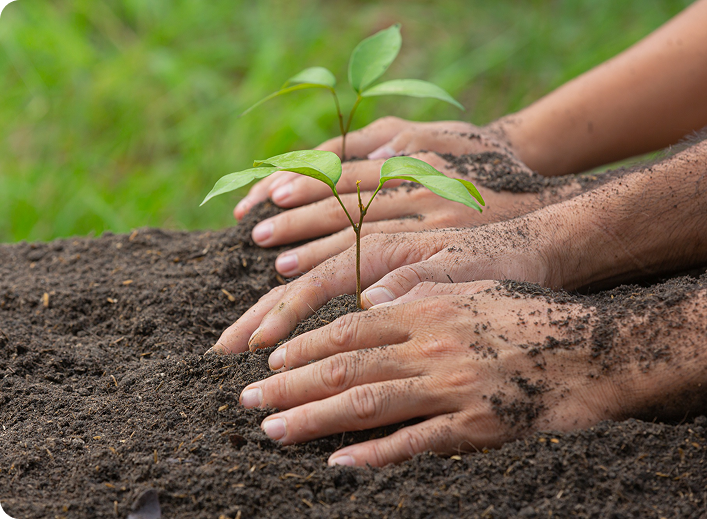 Massive Tree Plantation Drive